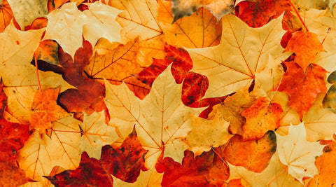 Autumn Newsletter - Metabolics