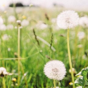 Natural Hay Fever Relief Guide - Metabolics